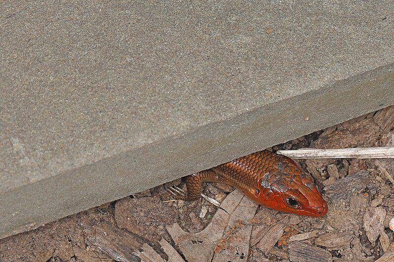 skink garis lima yang sedang bersembunyi di bawah beton (commons.wikimedia.org/Judy Gallagher)