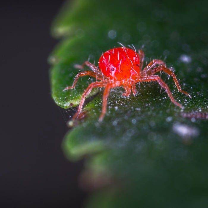 ilustrasi spider mite (pinterest.com/dian_farmer)