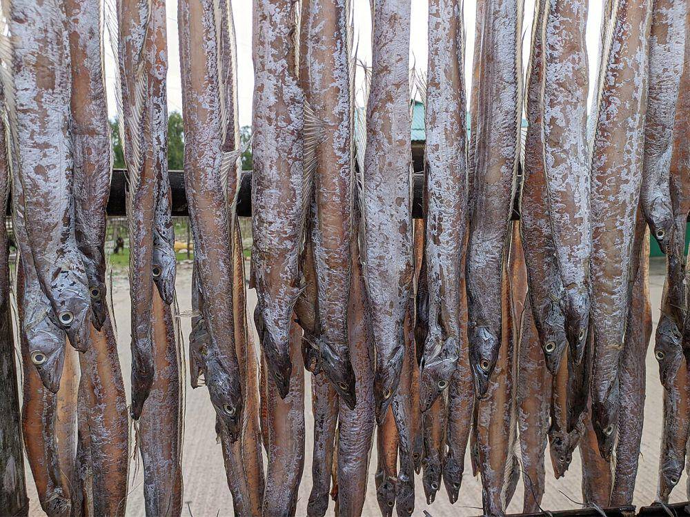 Ikan layur (commons.wikimedia.org/Rht bd)
