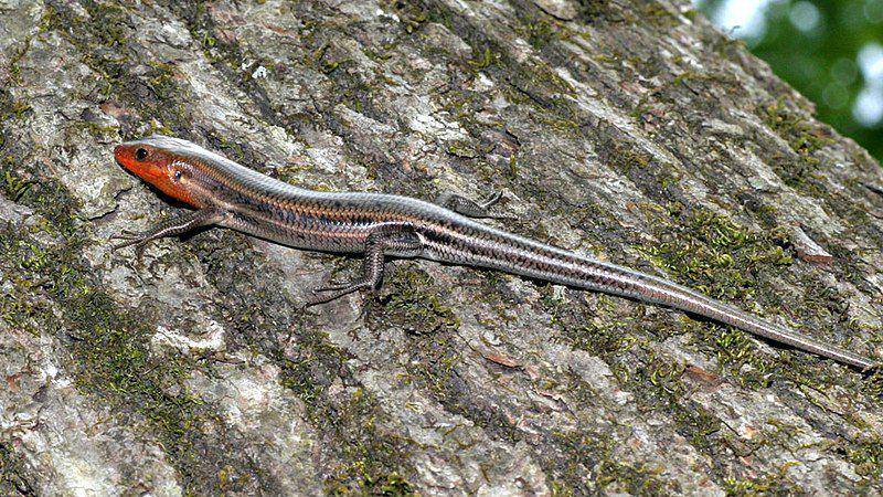 Skink garis lima jantan terbilang sangat agresif pada jantan lain, padahal cukup toleran pada betina dan anak-anak. (commons.wikimedia.org/Patrick Coin)