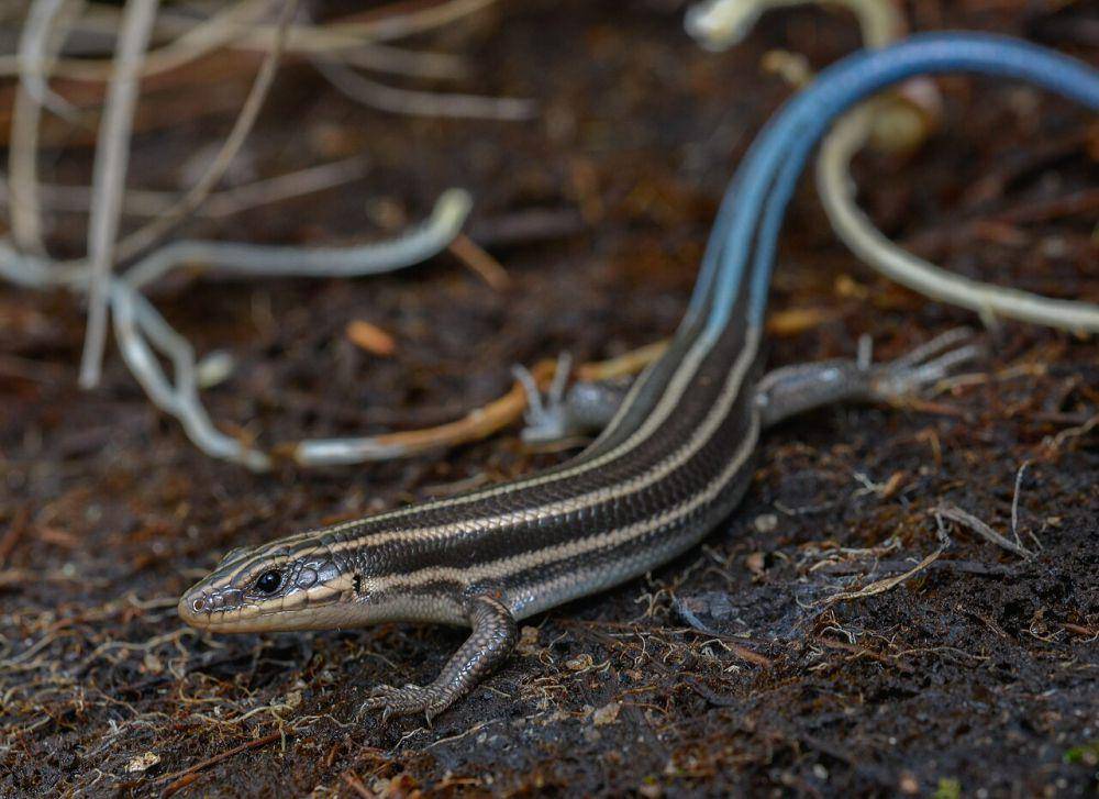 penampilan dari skink garis lima (commons.wikimedia.org/Will Brown)
