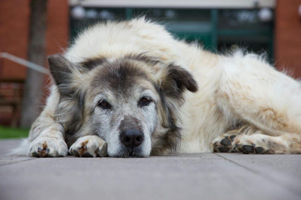 5 Makanan Manusia yang Jadi Silent Killer untuk Anjing