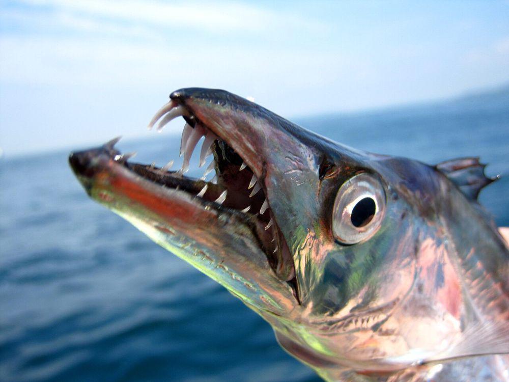 5 Fakta Unik Ikan Layur, Ikan Panjang Bergigi Tajam yang Rasanya Enak!