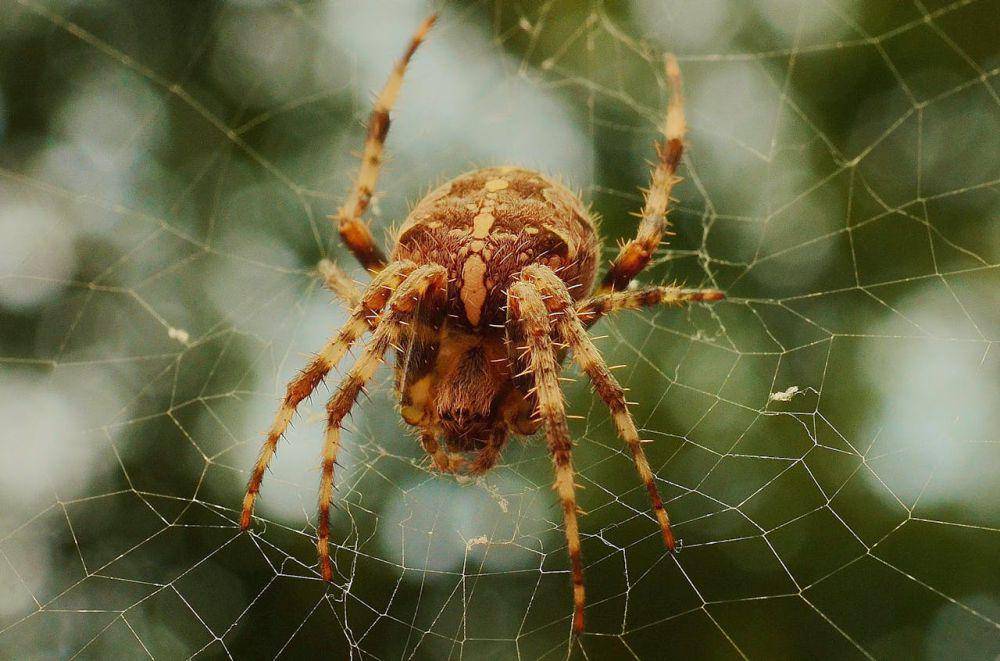 Brown Barn Spider