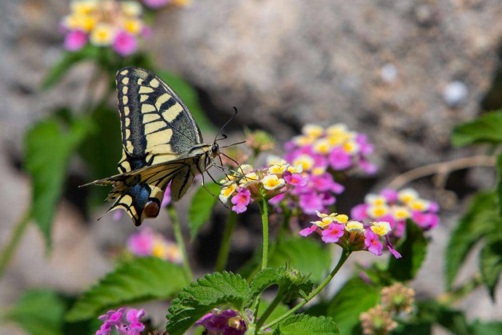 Ilustrasi kupu-kupu hinggap di lantana (pexels.com/Erik Karits)