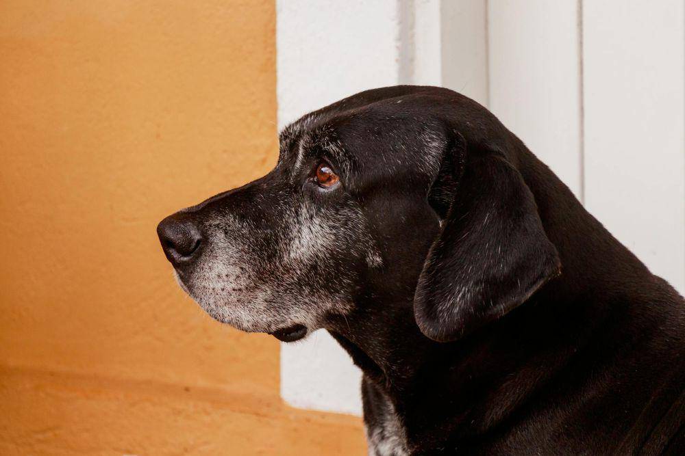 Ilustrasi anjing
