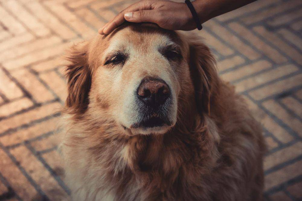 Ilustrasi anjing