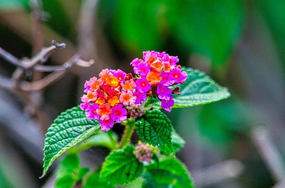 Ilustrasi bunga lantana (pexels.com/Tom Fisk)