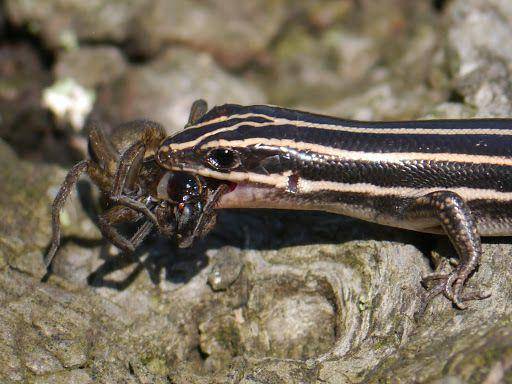 seekor skink garis lima yang sedang memakan laba-laba (commons.wikimedia.org/Matt muir)