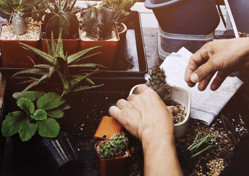 5 Tips Mengganti Media Tanam untuk Tanaman Hias