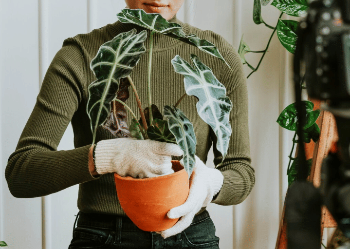 ilustrasi mengganti media tanam (freepik.com/rawpixel.com)