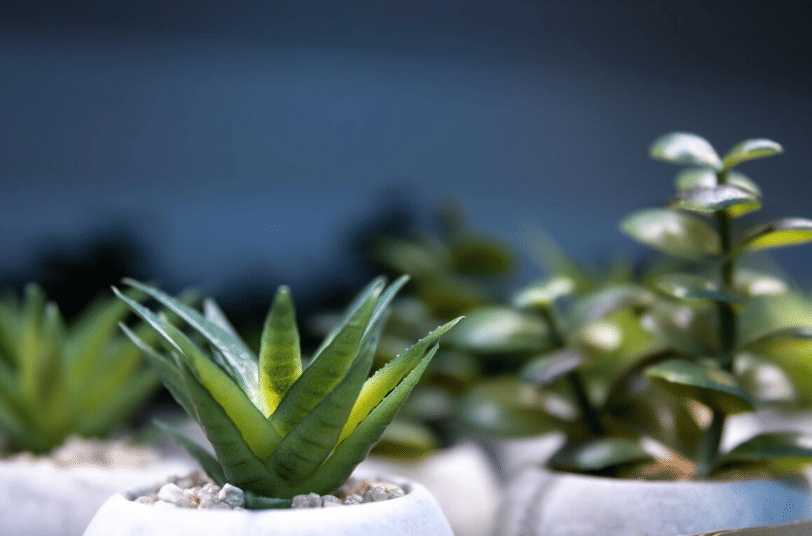 ilustrasi tanaman hias (freepik.com/pvproductions)