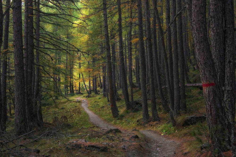 6 Hutan Kuno di Dunia, Telah Hadir Sejak Ribuan Tahun yang Lalu