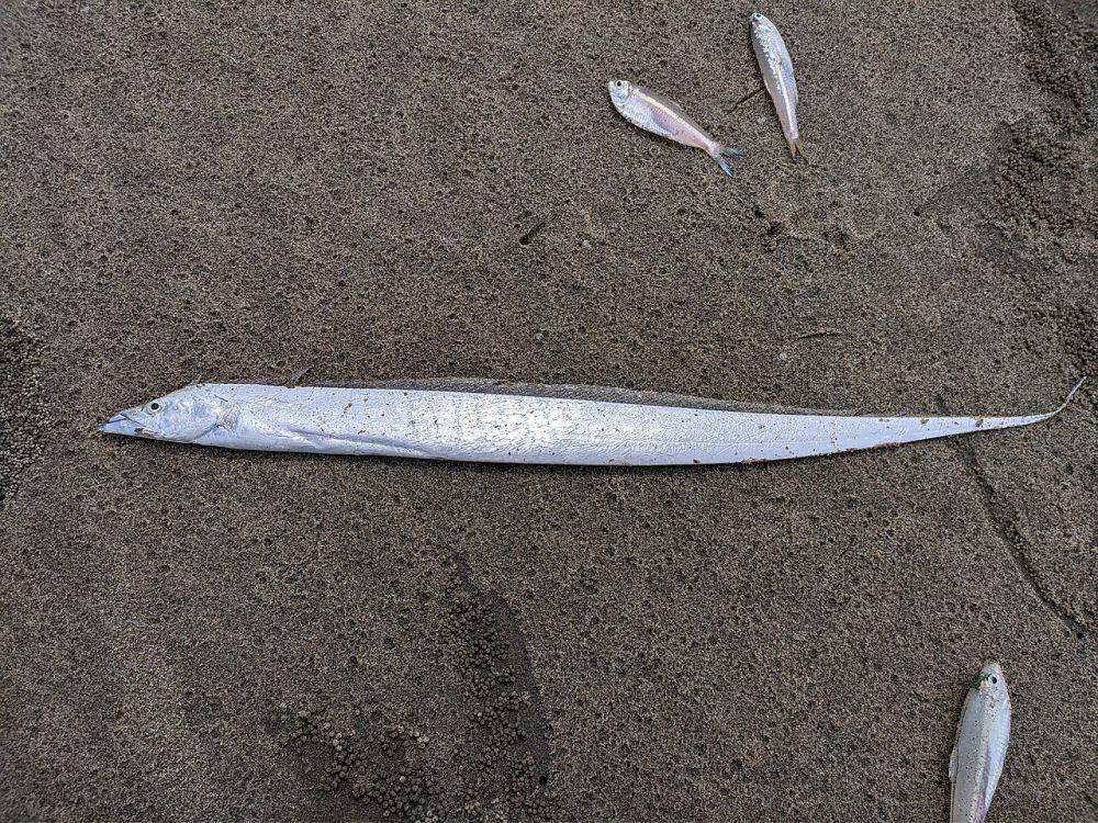 Ikan layur (commons.wikimedia.org/Rht bd)