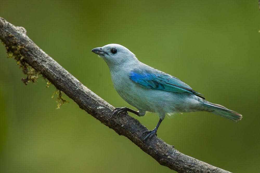 5 Fakta Azure-shouldered Tanager, Punya Kebiasaan Unik setelah Makan!