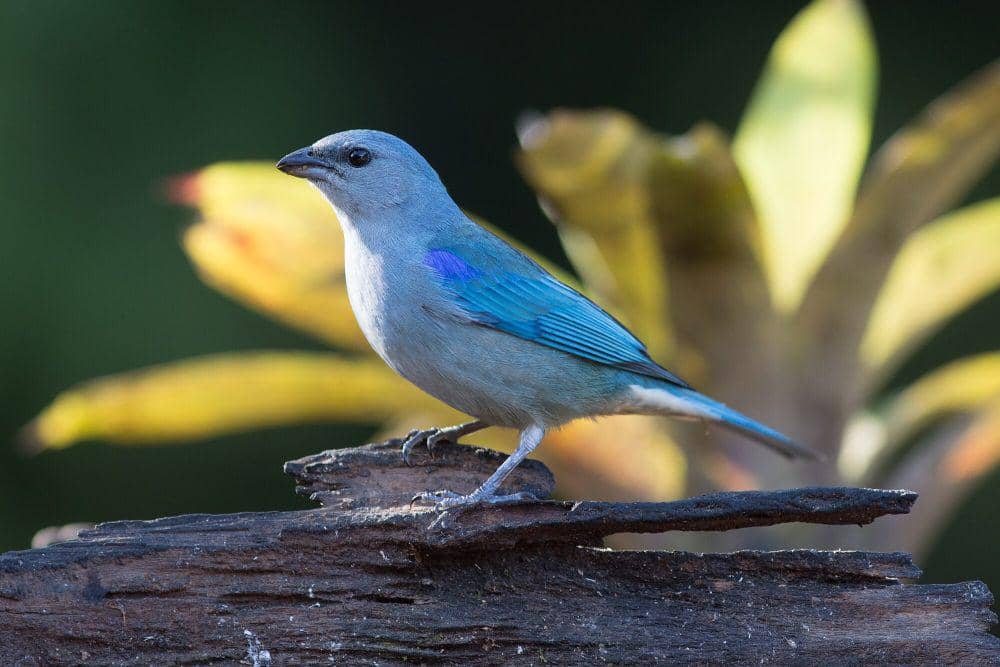 azure-shouldered tanager (commons.m.wikimedia.org/Nortondefeis)