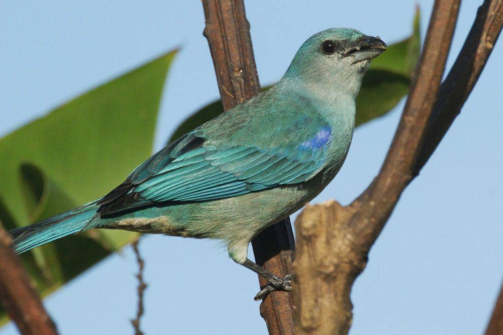 azure-shouldered tanager (commons.m.wikimedia.org/Ben Tavener)