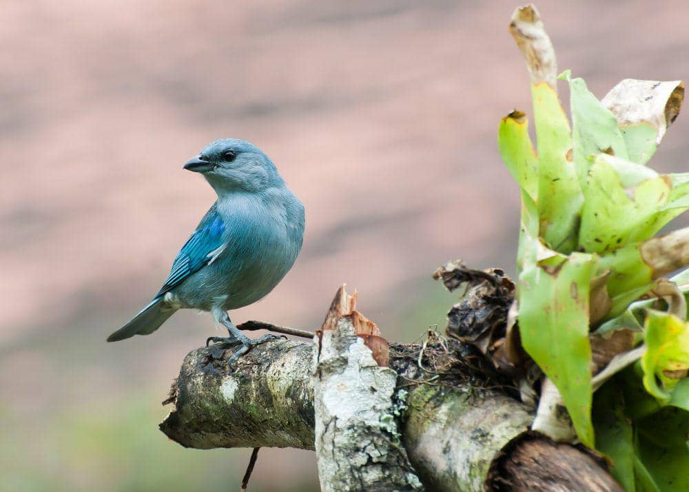 azure-shouldered tanager (commons.m.wikimedia.org/Dario Sanches)