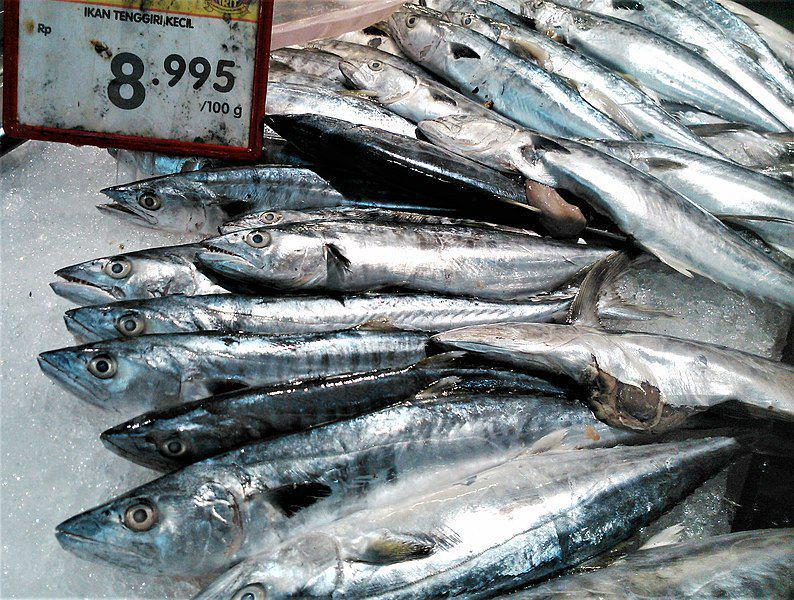 6 Fakta Ikan Tenggiri, Perenang Cepat yang Bernilai Ekonomi Tinggi
