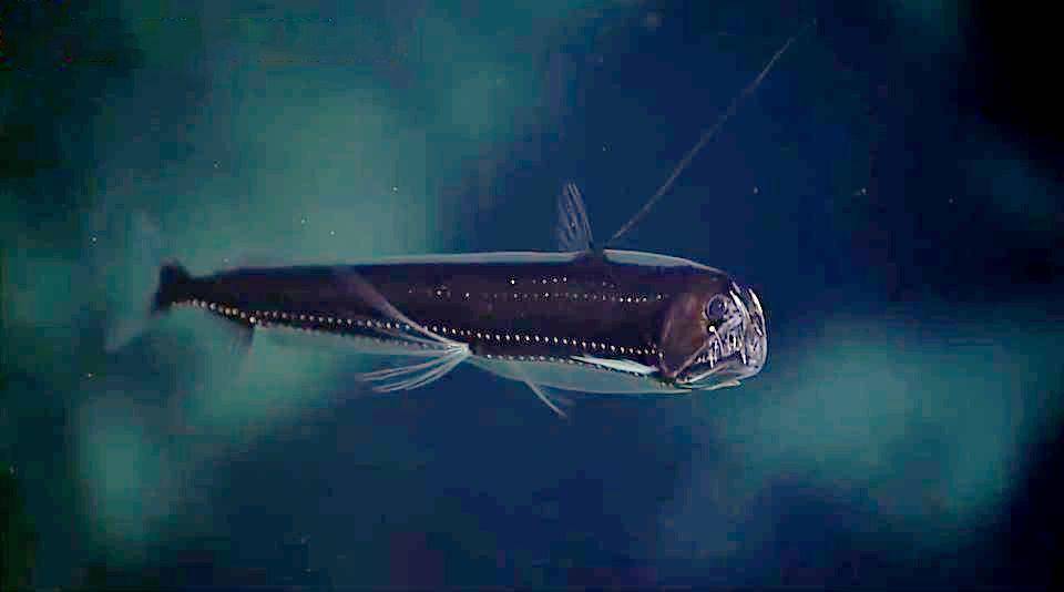 potret viperfish (commons.wikimedia.org/NOAA Okeanos Explorer)
