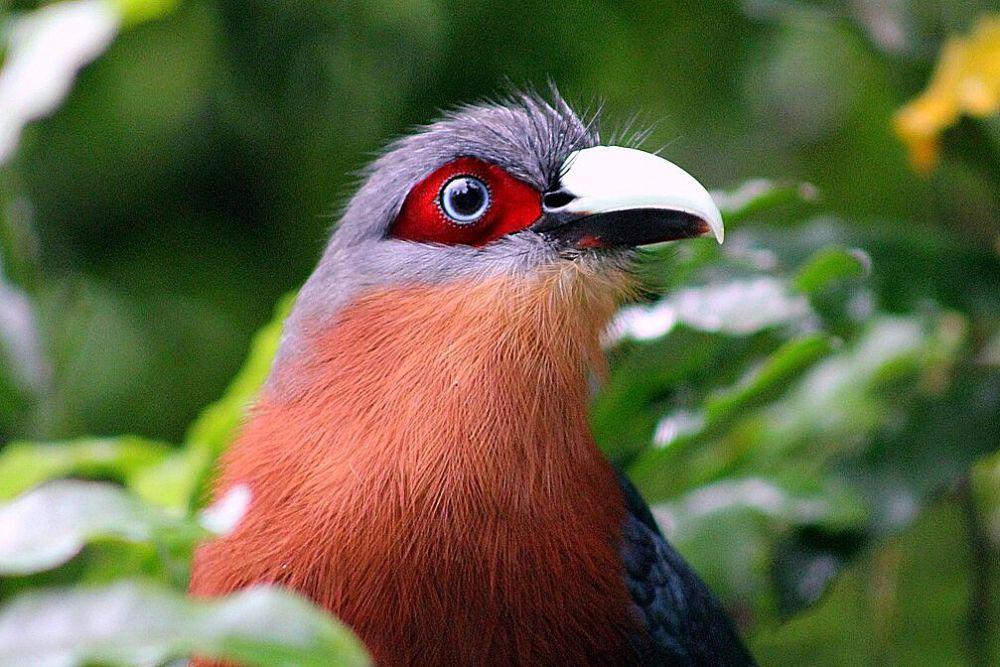 5 Fakta Unik Kadalan Birah, Burung Indonesia yang Jarang Orang Tahu