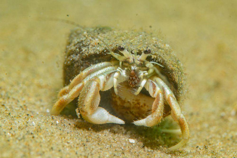 Kelomang capit panjang (inaturalist.org/Alex Shure)
