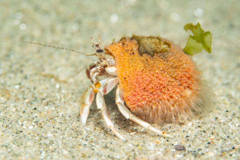 Kelomang capit panjang (inaturalist.org/Alex Shure)