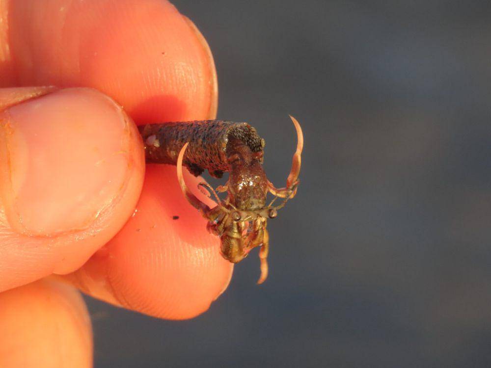 Kelomang capit panjang (inaturalist.org/Louis-Philippe Bateman)