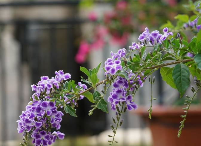 ilustrasi duranta (pixabay.com/CaiYJ)