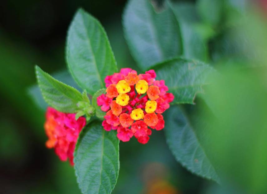 ilustrasi lantana (pexels.com/Pok Rie)