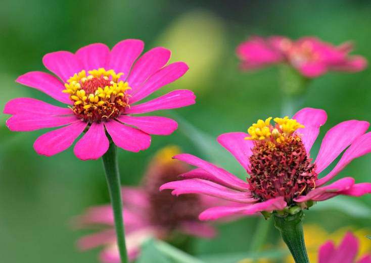 ilustrasi zinnia (pixabay.com/ignartonosbg)