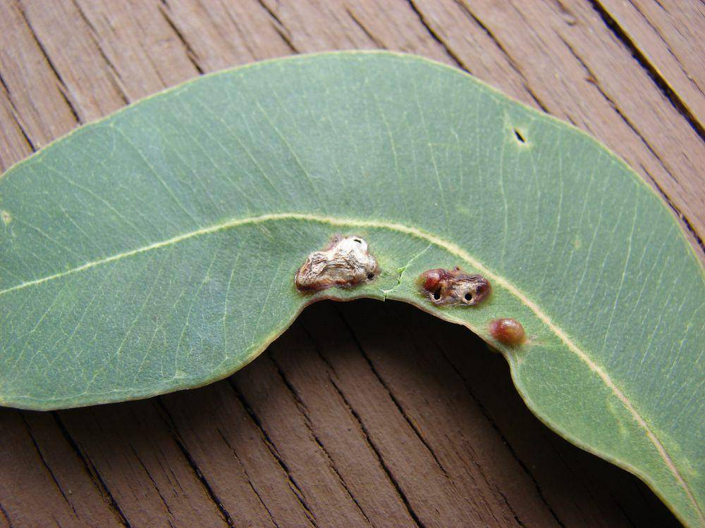 ilustrasi daun berpenyakit (commons.wikimedia.org/Forest & Kim Starr)