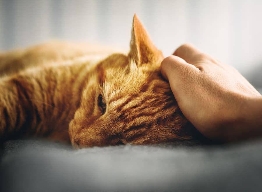 ilustrasi kucing depresi (unsplash.com/Alexander Andrews)