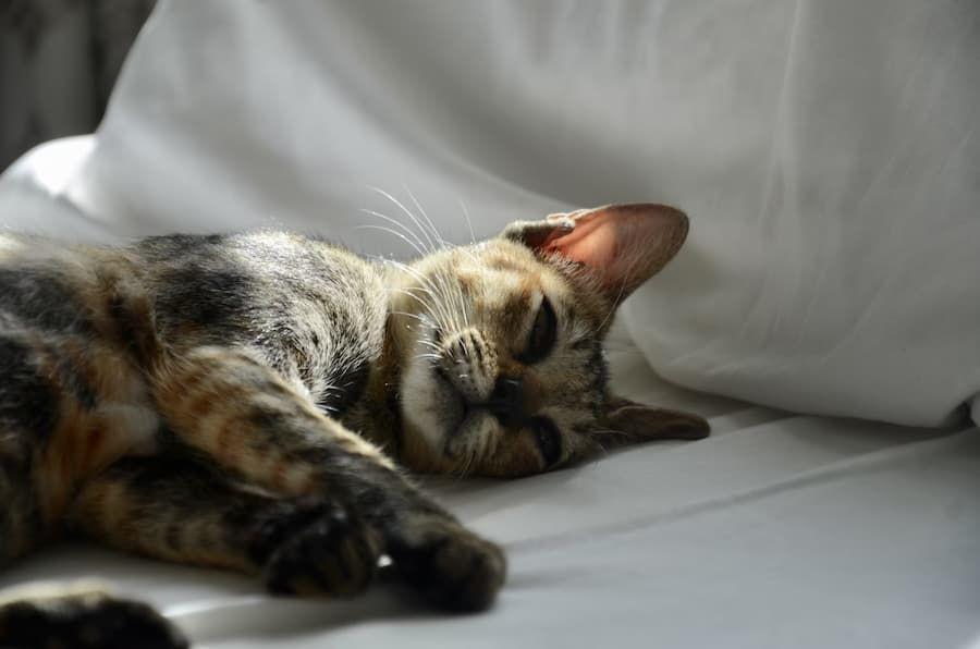 Apakah Kucing Bisa Depresi? Kenali Penyebab hingga Tandanya