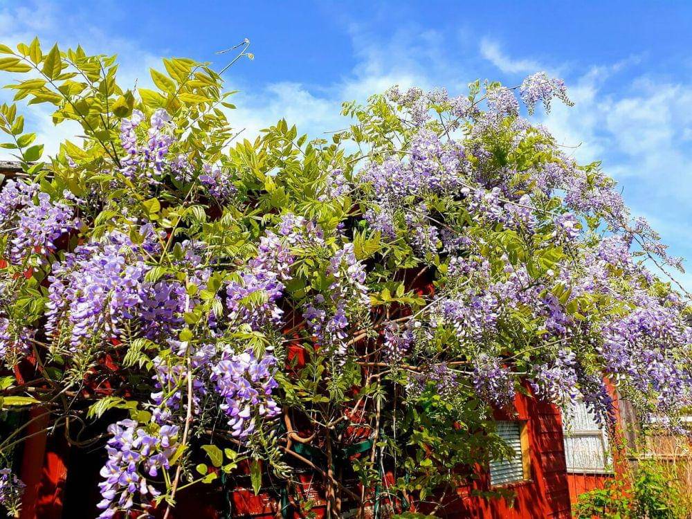 ilustrasi pohon wisteria