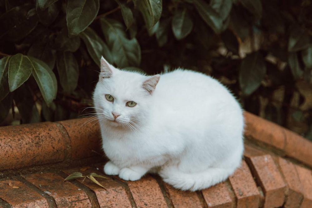 Inspirasi nama kucing putih (Pexels / ROMAN ODINTSOV)