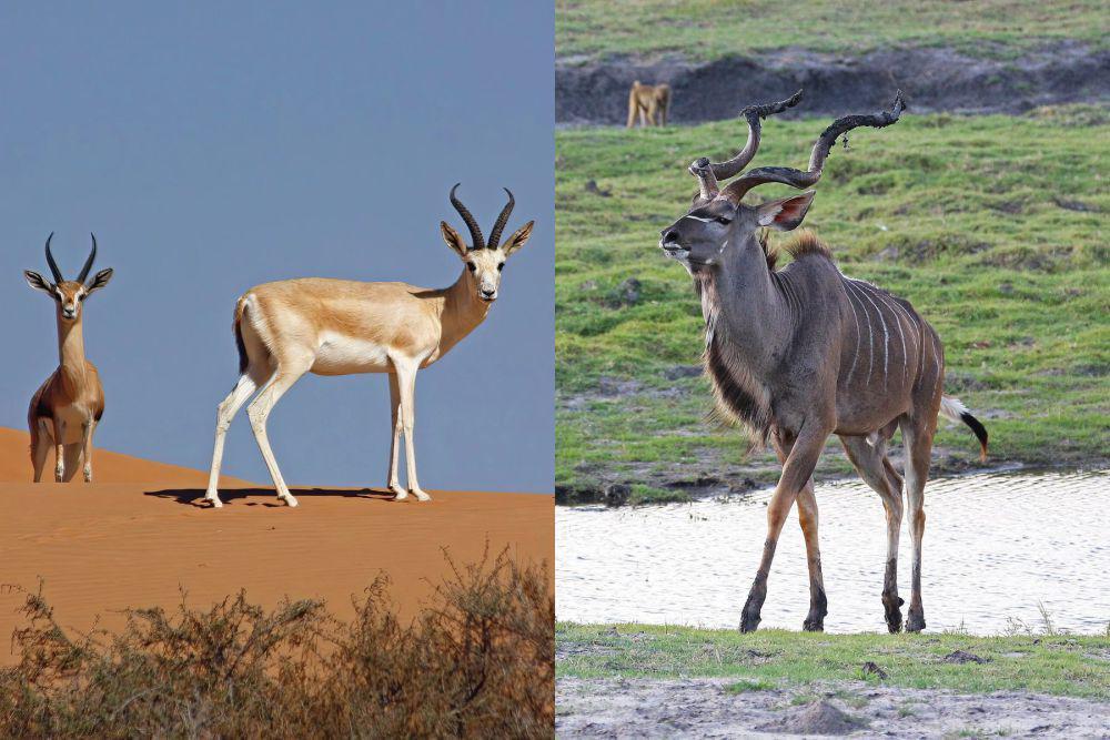 Sering Dikira Sama, Ini 5 Perbedaan Gazelle dan Antelop