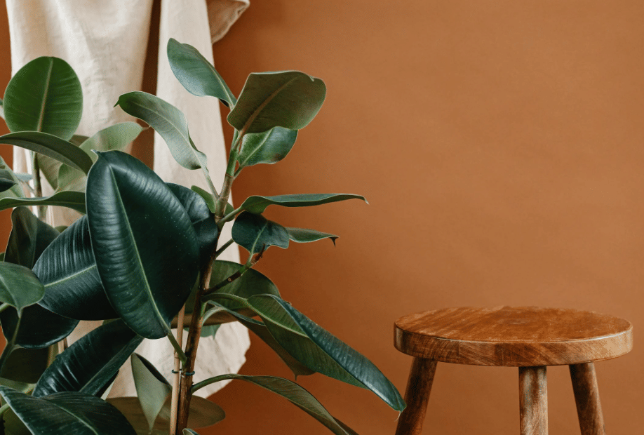 ilustrasi karet kebo (pexels.com/Photo By: Kaboompics.com)