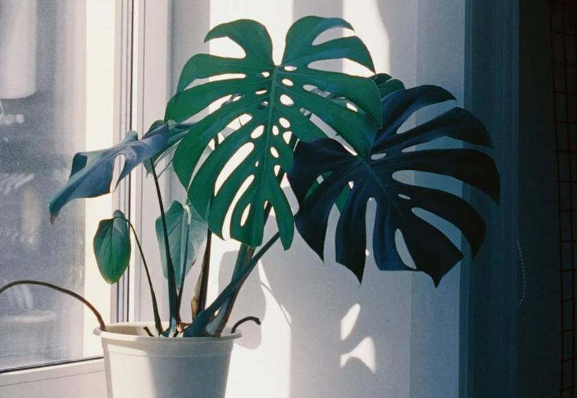 ilustrasi monstera deliciosa (pexels.com/Elena Golovchenko)