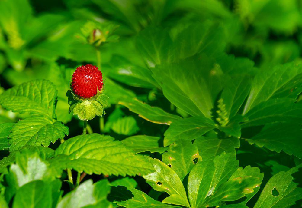 Mortir Sisa Perang Ditemukan di Perkebunan Strawberry Bandung