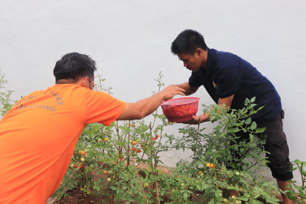Manfaatkan Lahan Sempit, Tahanan Rutan Serang Panen Sayur dan Ikan