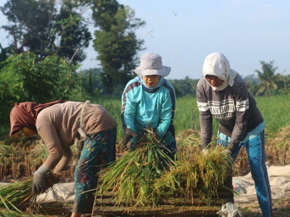 Petani Keluhkan Harga Gabah di Lotim Tak Sesuai Harga Beli Pemerintah