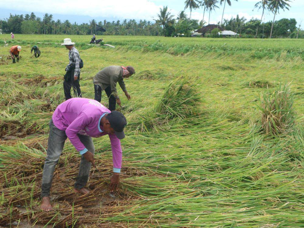 Petani saat panen gabah (IDN Times/Istimewa)