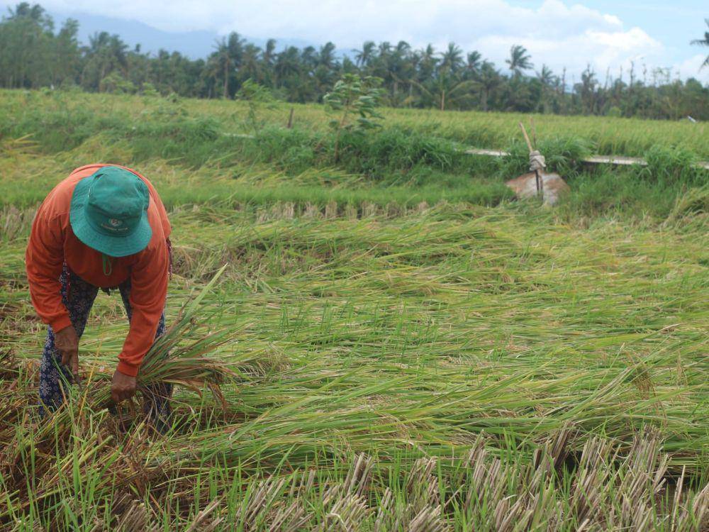Petani saat panen gabah (IDN Times/Istimewa)