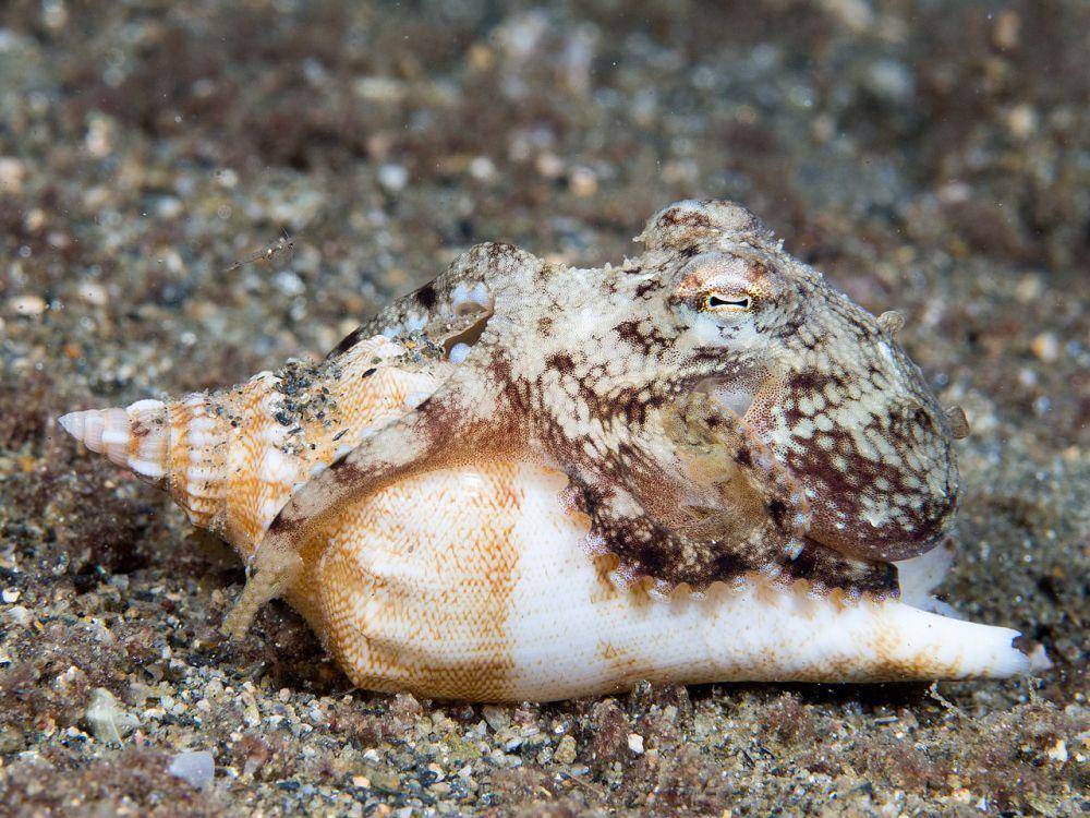 Coconut Octopus (commons.wikimedia.org/Rickard Zerpe)