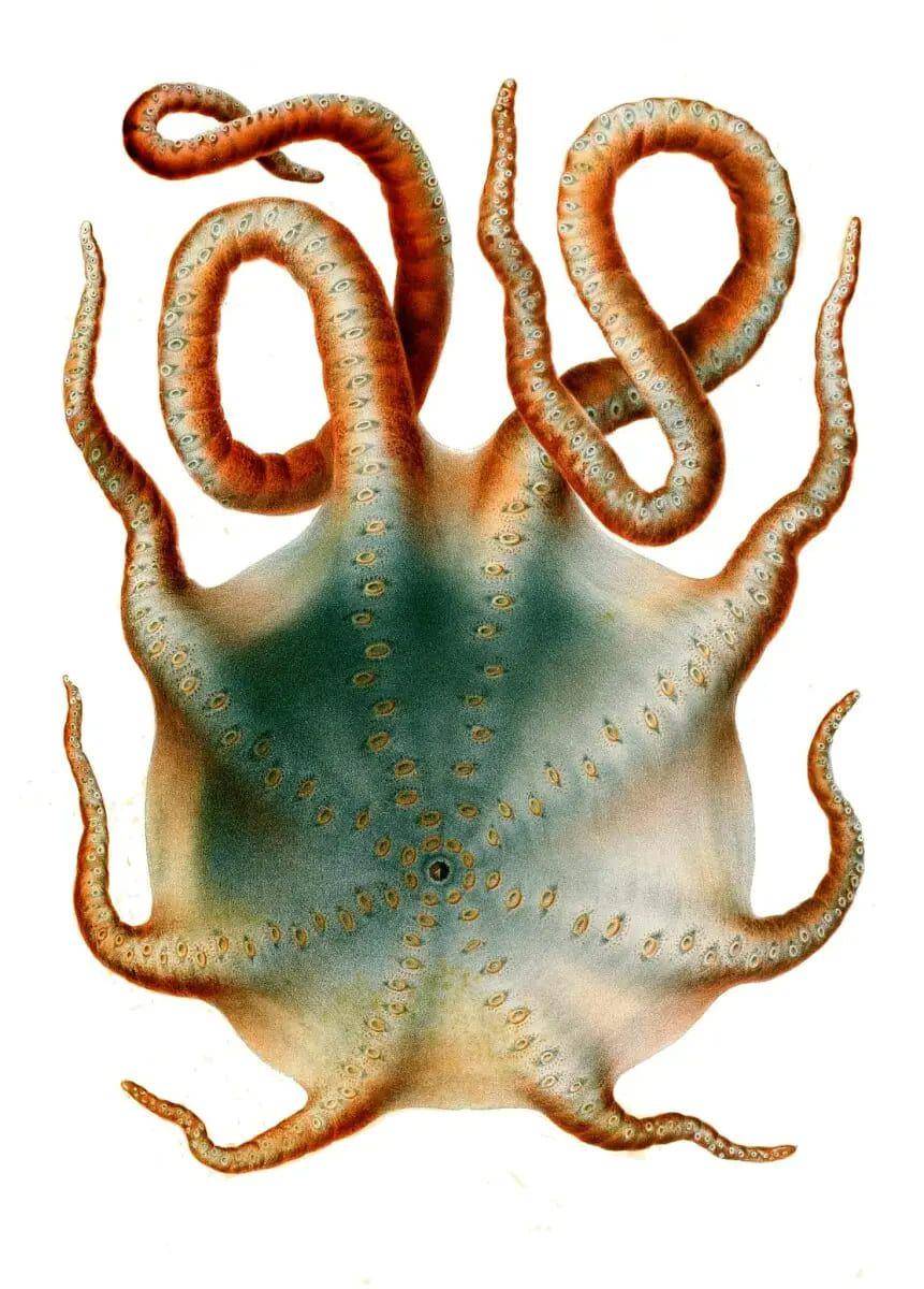 Seven-Arm Octopus (animalia.bio)