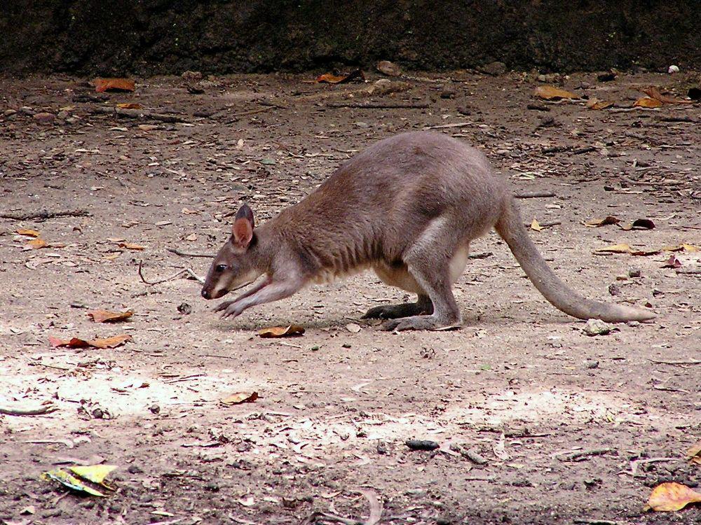 4 Fakta Pelandu Aru, Marsupial Asal Papua Nugini yang Penyendiri