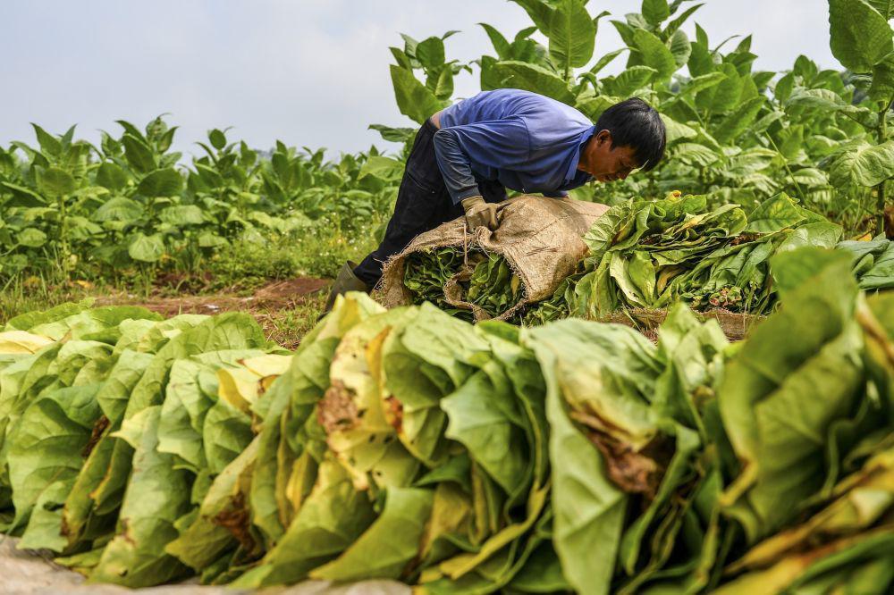 Petani Tembakau Masuk Musim Tanam, Minta Perlindungan Regulasi