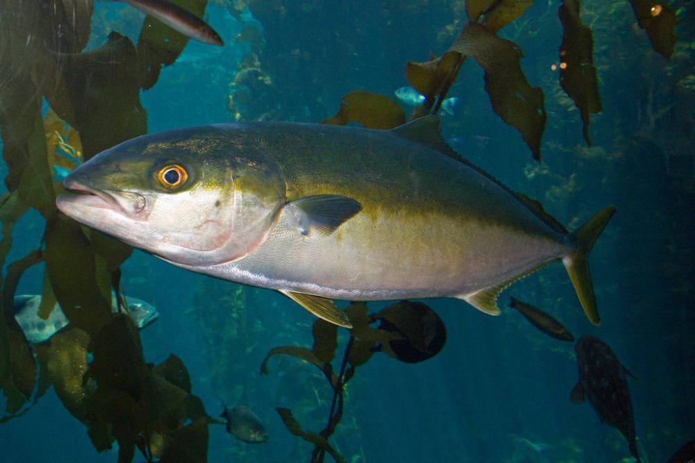amberjack fish (commons.wikimedia.org/Zoefricker)