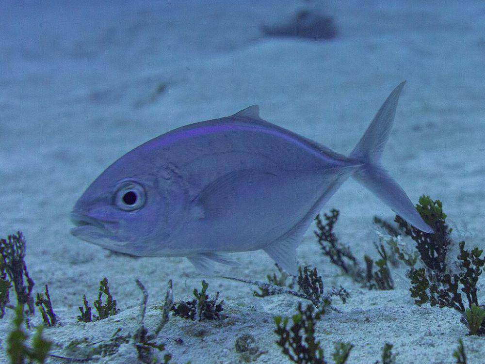 amberjack fish (commons.wikimedia.org/Dan Schofield)
